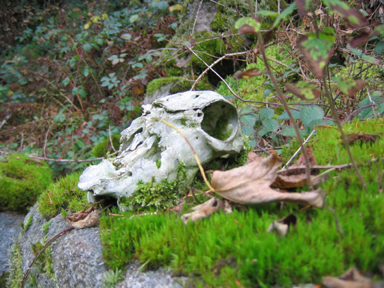 Sagenhafter Schwarzwald, Entdeckungen abseits des Weges, Fotografie von Ute Reisner